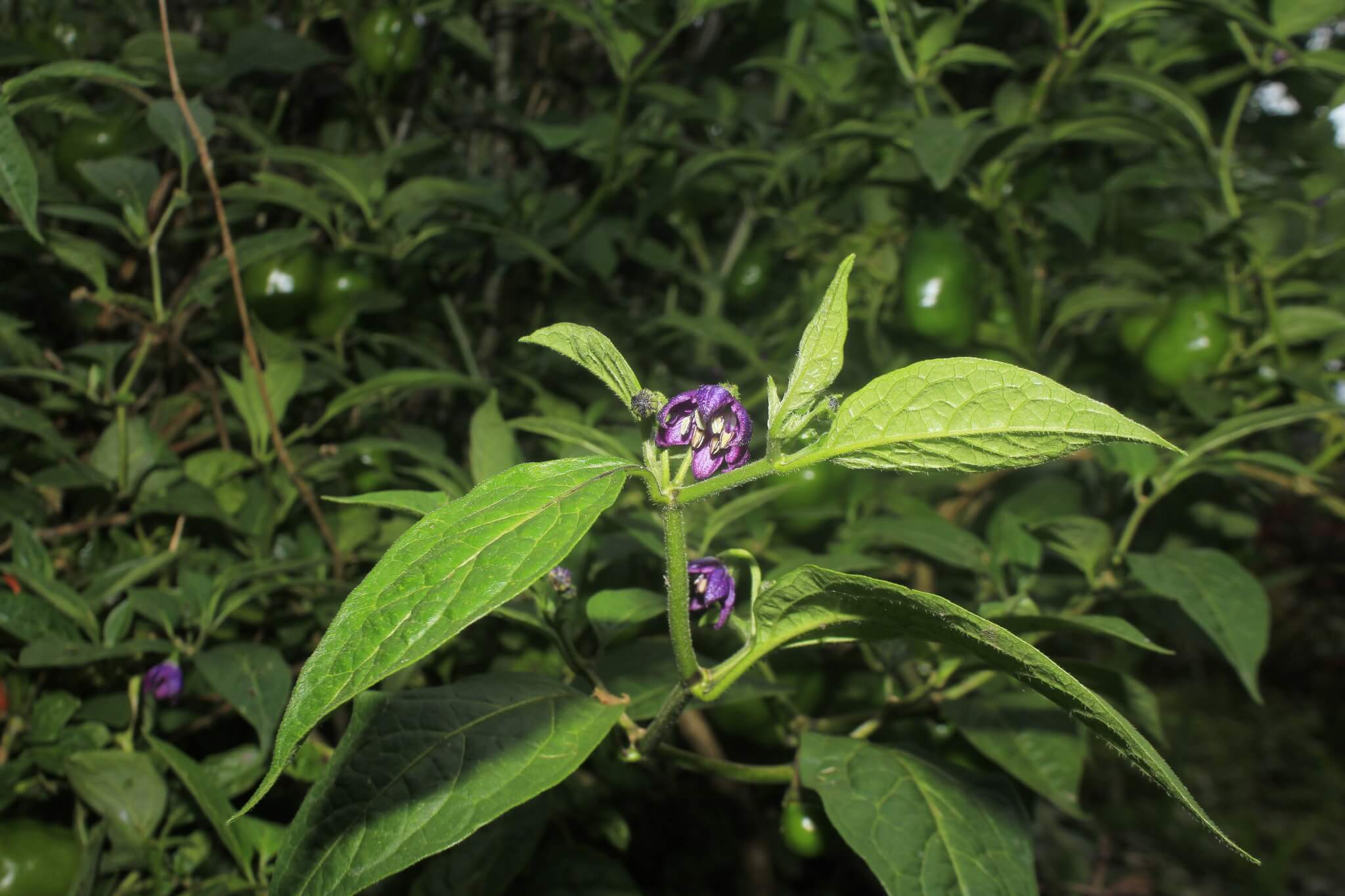 Capsicum annuum cv. ‘Manzano’